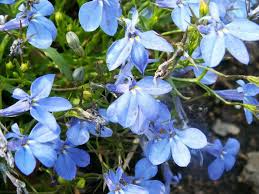 Image result for Lobelia uliginosa
