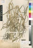 Image result for Digitaria milanjiana