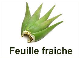 Geldaloe Ch Vente De Feuilles Fraiches D Aloe Vera
