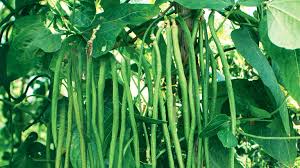 • tanam kacang panjang dalam pot berbuah lebat. Cara Menanam Kacang Panjang Hasil Melimpah Untung Besar Mediatani