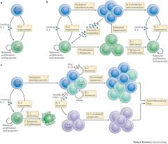Models For Treg Cell Homeostasis Disorders Triggered By Infection Homeostatic Control Of Regulatory T Cell Diversi Immunology Medical School Studying T Cell