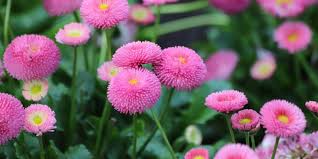 Image result for Bellis