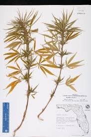 Image result for Cannabis sativa