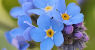 Ada jutaa jenis bunga di muka bumi ini, dan berasal dari berbagai daerah di dunia termasuk indonesia. 10 Rekomendasi Bunga Biru Untuk Membuat Teras Lebih Segar Popmama Com
