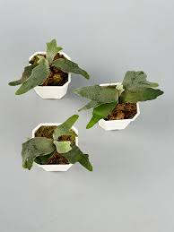 Image result for Dipcadi platyphyllum