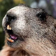 Image result for picture of a groundhog den under a porch