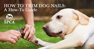how to trim dog nails a how to guide