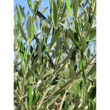 Relaterad Bild Front Yard Landscaping California Landscape Popular Tree