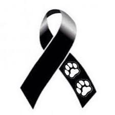 Pin De Carolina En Animais Cuando Muere Un Perro Muerte De Un Perro Monos Para Perros