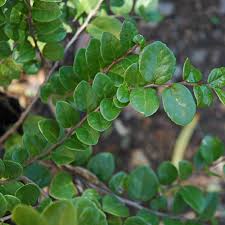 Image result for Dovyalis hispidula