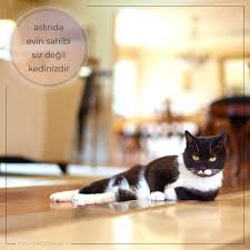 Kediler Yasam Alanlarini Sahiplenir Ve Sinirlarini Ona Gore Belirlerler Eger Evinizde Bir Kedi Besliyorsaniz Kedinin Tarafindan Bakacak Olursa Kedi Cats Iman