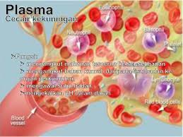 Check spelling or type a new query. Bab 2 Peredaran Darah Dan Pengangkutan Ppt Download