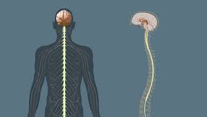 Other parts of the central nervous system. Human Nervous System The Spinal Cord Britannica