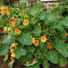 Of course pickled nasturtium seeds are different, but they're a pretty good. In Praise Of The Nasturtium From The Bridge Cottage Garden