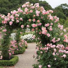 Check spelling or type a new query. Strawberry Hill Most Fragrant Climbing Roses An Award Winning Rose Bearing Fragrant Rosettes Climbing Roses David Austin Climbing Roses David Austin Roses