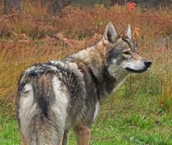 We did not find results for: Wolfdog Puppies For Sale Watermill Wolves