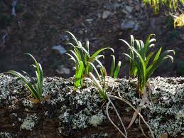 Image result for Lepisorus