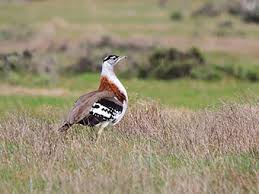 Résultat de recherche d'images pour "bustard"