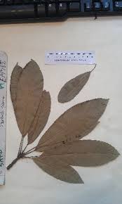 Image result for Inhambanella henriquesii
