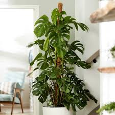 Monstera deliciosa care is easier than you think! Buy Xxl 1 7m Swiss Cheese Plant Syn Monstera Pertusum Monstera Deliciosa Delivery By Waitrose Garden