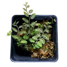 Image result for Solanum sp. A