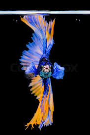 Betta fishes are a very popular type of fish that are found in many homes across the globe. Siamese Betta Fish Beautiful Color On Stock Image Colourbox