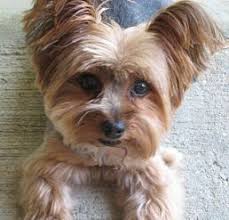 1.7 curly fringe with high fade. Yorkie Summer Haircut Photos Yorkie Puppy Grooming Summer Haircuts