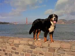 Those who love this dog simply call them berners, after the farming region in bern, switzerland. Bernese Mountain Dog Rescue Rehome Of Northern California Home Facebook