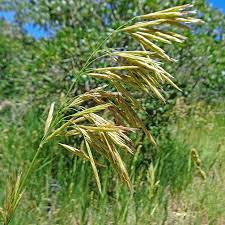 Image result for Bromus
