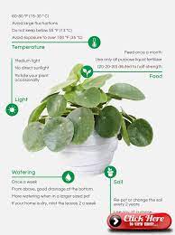 Care Pilea How To Care For Your Pilea Plants Plant Care Houseplant Indoor Plant Care