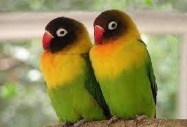 Pin On Aves