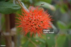 Image result for Combretaceae