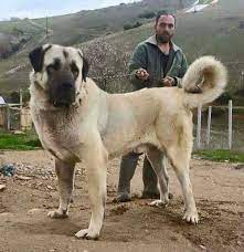 Strong turkish flock guard adapted to outdoor life in all weathers. The Cutest Cat Breeds In 2019 Kangal Dog Dogs Huge Dogs