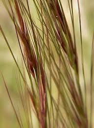 Image result for Aristida stipitata