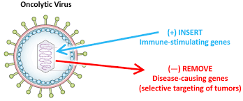 But the body's ability to do so goes down as we age. Oncolytic Virus Therapy Cancer Research Institute Cri
