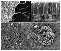 Image result for Lotus mlanjeanus