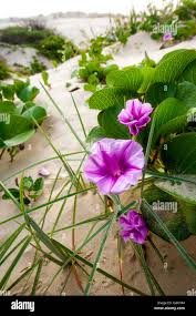 Image result for Ipomoea stolonifera
