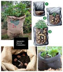 Menanam ubi kentang sebelum menanam. Menanam Kentang Dalam Polybag Atau Karung Secara Organik Indonesia Bertanam