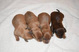 Lovely mixed litter of true mini dachshund puppies ready for their forever homes.have been health checked,preventively wormed and flea treated,given first. Miniature Dachshund Puppies For Sale Near Wilmington Nc