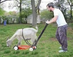 Pin On Goats