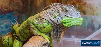 Check spelling or type a new query. What Do Iguanas Eat Exoticdirect