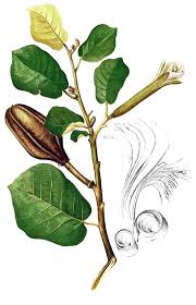 Image result for Triplochiton