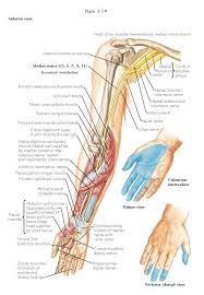 1.supinator of the forearm 2.flexor of the elbow joint 3. Median Nerve The Median Nerve C 5 6 7 8 T1 Is Formed By The Union Of Medial And Lateral Roots Arising From The Corres Median Nerve Nerve Nerve Anatomy