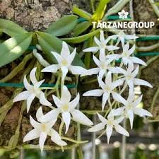 Image result for Mystacidium venosum