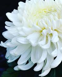 白菊 洋菊 white chrysanthemum 花言葉 真実 天皇家の御紋章である菊 菊は日本を代表する花のひとつで気品ある花 そして香りの良い花ですね 日本では仏花のイメージが強いでしょうか それだけに白菊 white chrysanthemum chrysanthemum macro flower