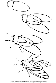 The original format for whitepages was a p. How To Draw A Cicada Bugs Critters Coloring Home