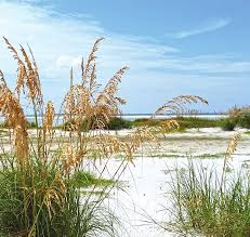 Image result for Cyperus longicarpus