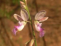 Image result for Polygala latipetala