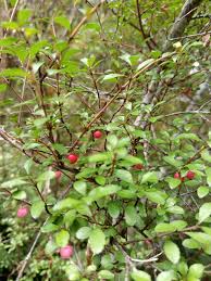 Image result for Dark Wineberry 1993 FLSTF
