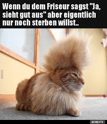 katzenbabysnamen katzen katzen witze katze lustig